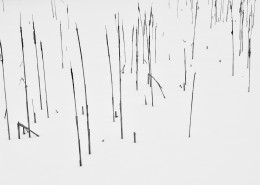 冬季黑白雪景图片(12张)
