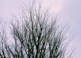 冬天光秃秃的树枝图片(11张)