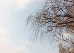 干枯的树枝图片(10张)