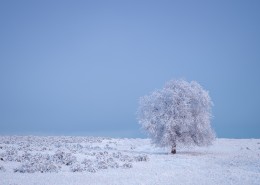 寒冬雪景图片(12张)