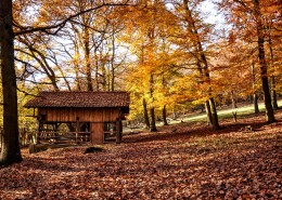 唯美的秋季树林风景图片(13张)