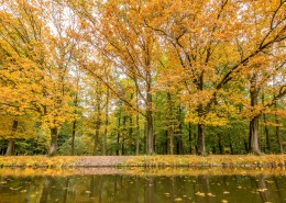 秋季的树林图片(11张)