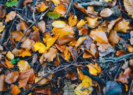 秋天的落叶图片(15张)