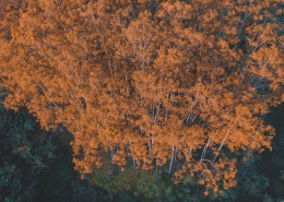 航拍秋天的树林图片(10张)