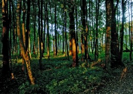 绿色森林风景图片(22张)