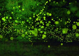 盛夏森林里的光圈图片(7张)