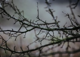 森林里的树枝和树根图片(11张)