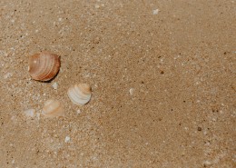 沙滩贝壳和小石子的图片(10张)