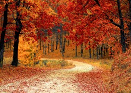 深秋的树林落叶风景图片(12张)