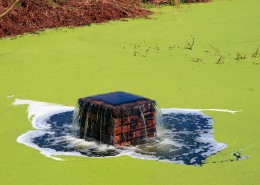 长水藻的水面图片(9张)