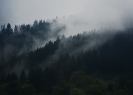雾气弥漫的山林图片(18张)