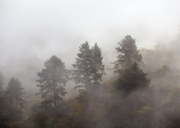 雾气弥漫的森林图片(13张)