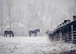 大雪纷飞的冬季美景图片(15张)