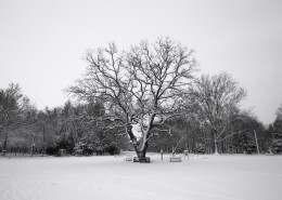 雪地里的树图片(10张)
