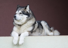 聪明的阿拉斯加雪橇犬图片(11张)