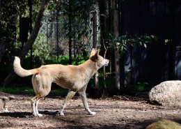 动作敏捷的澳洲野犬图片(12张)