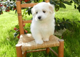 可爱的白色宠物狗图片(10张)