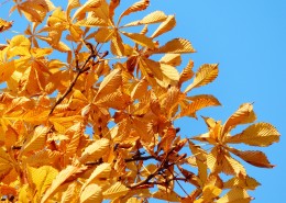 秋天金色的板栗树图片(17张)