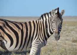 非洲大草原上帅气的斑马图片(23张)