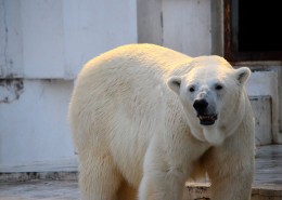 动物园中的北极熊图片(14张)