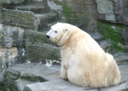 笨拙可爱的北极熊图片(14张)