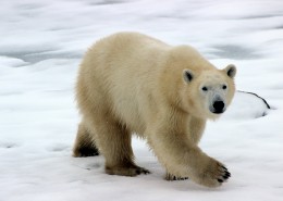 憨态可掬的北极熊图片(17张)