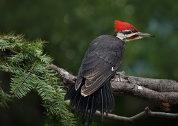 羽冠鲜红的北美黑啄木鸟图片(13张)
