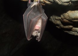 喜欢昼伏夜出的蝙蝠图片(9张)