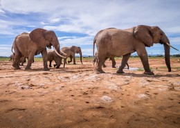 草原上庞大的大象图片(12张)