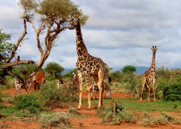 高大的长颈鹿图片(13张)