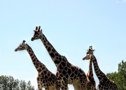 高大的长颈鹿图片(12张)