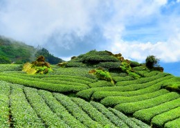 风景优美的茶树图片(16张)