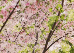 美丽的樱花图片(13张)