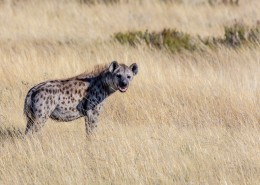 聪明凶猛的斑鬣狗图片(14张)