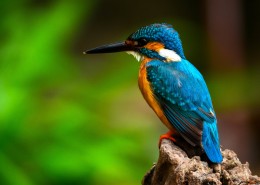 蓝色可爱的翠鸟图片(16张)