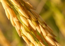 金色成熟的稻子图片(25张)