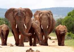 体积庞大温顺喜欢群居的大象图片(13张)