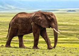 体型巨大的大象图片(66张)
