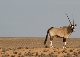 南非草原上的瞪羚图片(14张)
