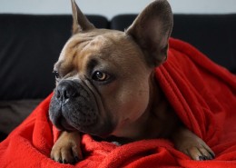 呆萌可爱的法国斗牛犬图片(31张)