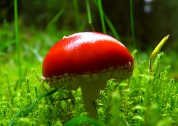 森林里红色野生毒蘑菇图片(10张)