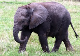 身躯高大的大象图片(24张)