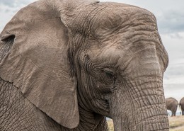 身躯庞大的大象图片(27张)