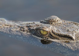 露出水面的鳄鱼图片(15张)