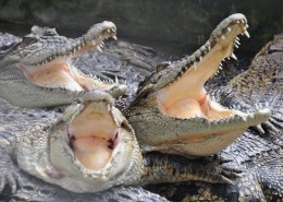 凶猛的鳄鱼图片(13张)