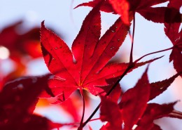 秋季红色的枫叶图片(12张)