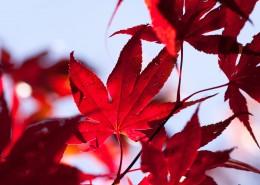 秋季嫣红的枫叶图片(13张)