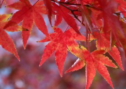 多彩的秋季枫叶图片(15张)