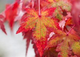 秋天红色的枫叶图片(18张)