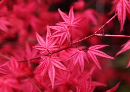 秋天红色的枫叶图片(30张)